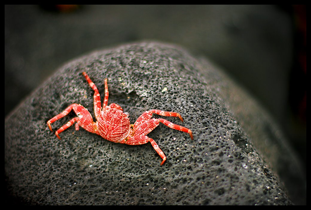[crab+on+rock.jpg]