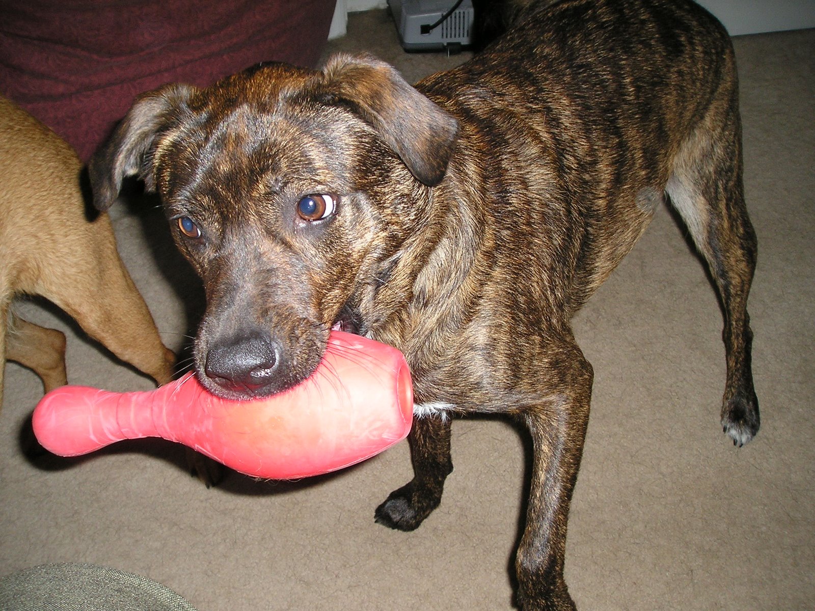 [Megan_new+toy+in+mouth.JPG]