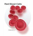 [red+blood+cells.jpg]