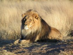 [250px-Lion_waiting_in_Nambia.jpg]