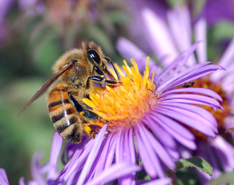 [759px-European_honey_bee_extracts_nectar.jpg]
