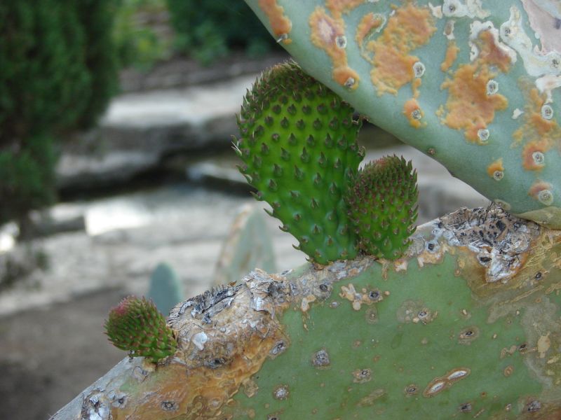 [cactus.JPG]