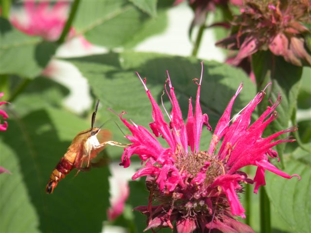 [hummingbirdbee(4).jpg]