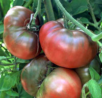 [black-krim-tomato.jpg]