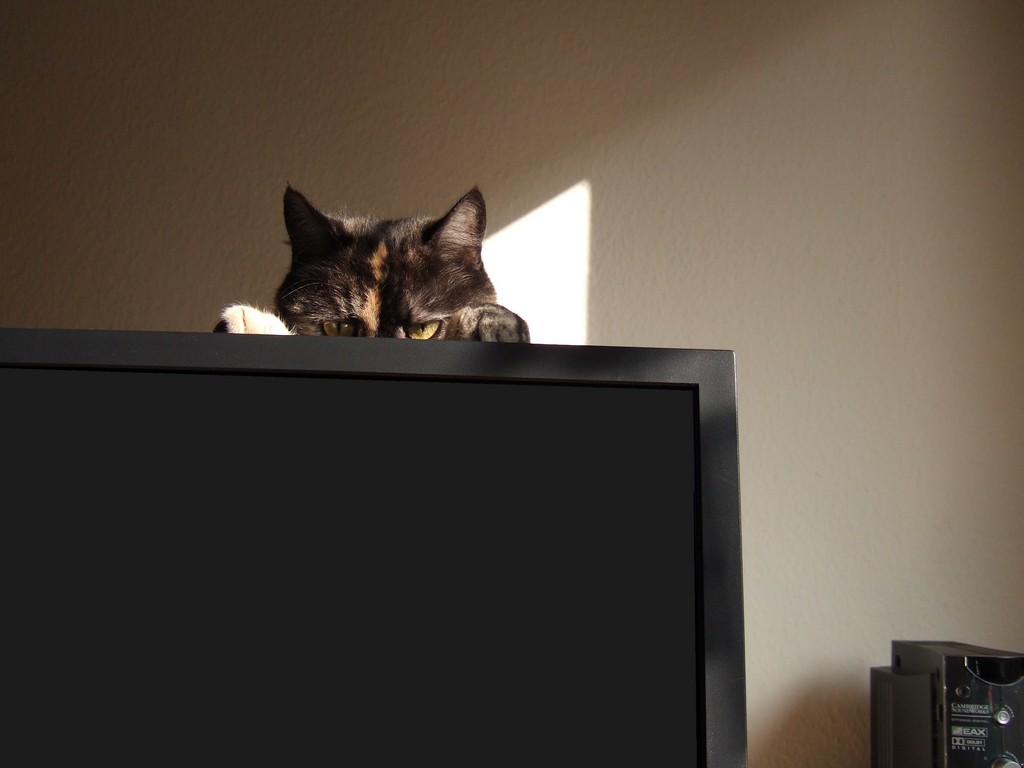 [cat+on+computer.jpg]