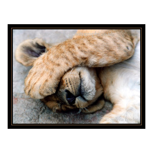 [The Lion Sleeps.jpg]