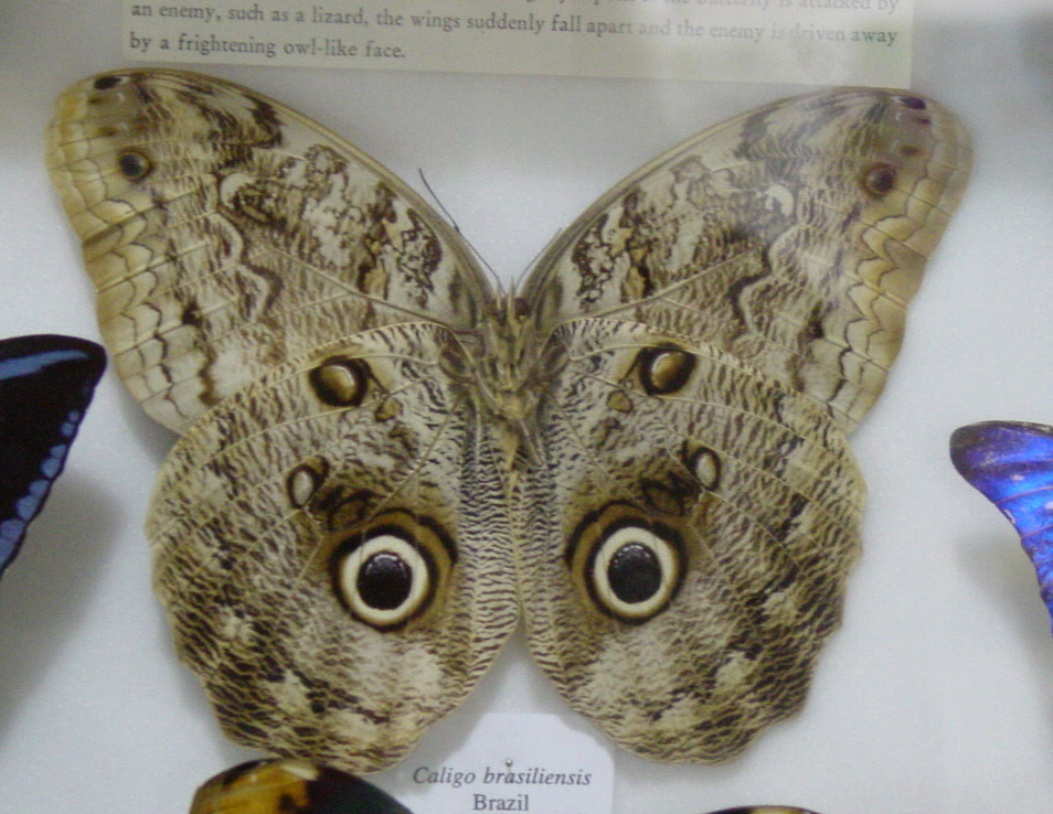 [butterfly6.jpg]