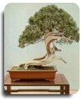 [f-bonsai-2.jpg]