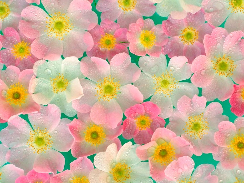 [Anemones+Flowers+Wallpaper+1024x768.jpg]