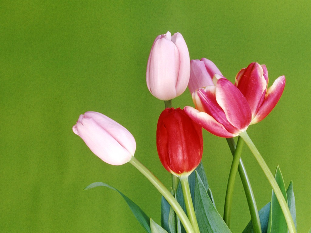 [Wallpaper+tulip+flowers+1024x768.jpg]