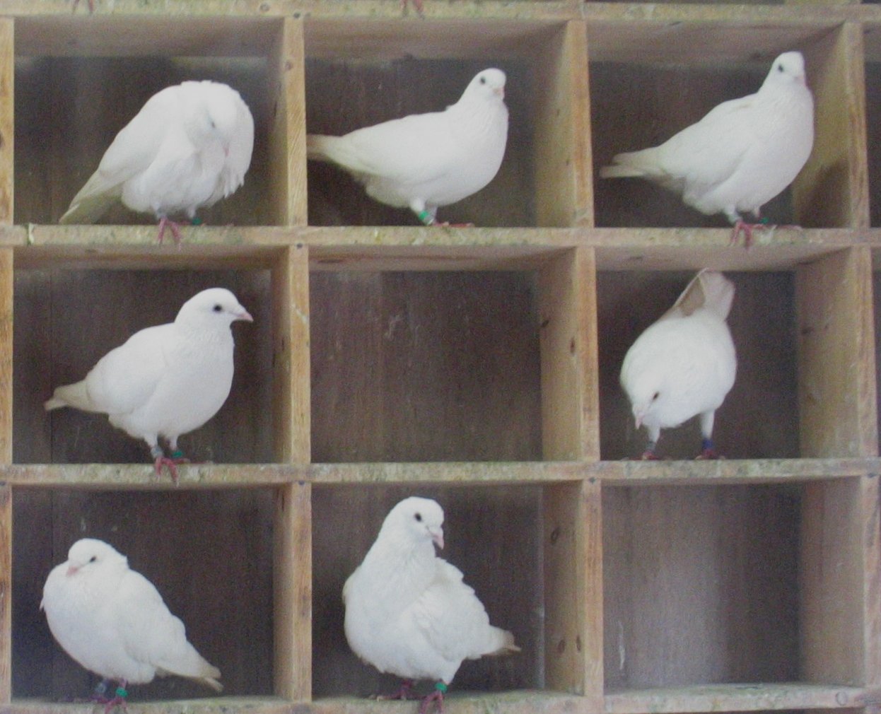 [Pigeons+in+holes.jpg]