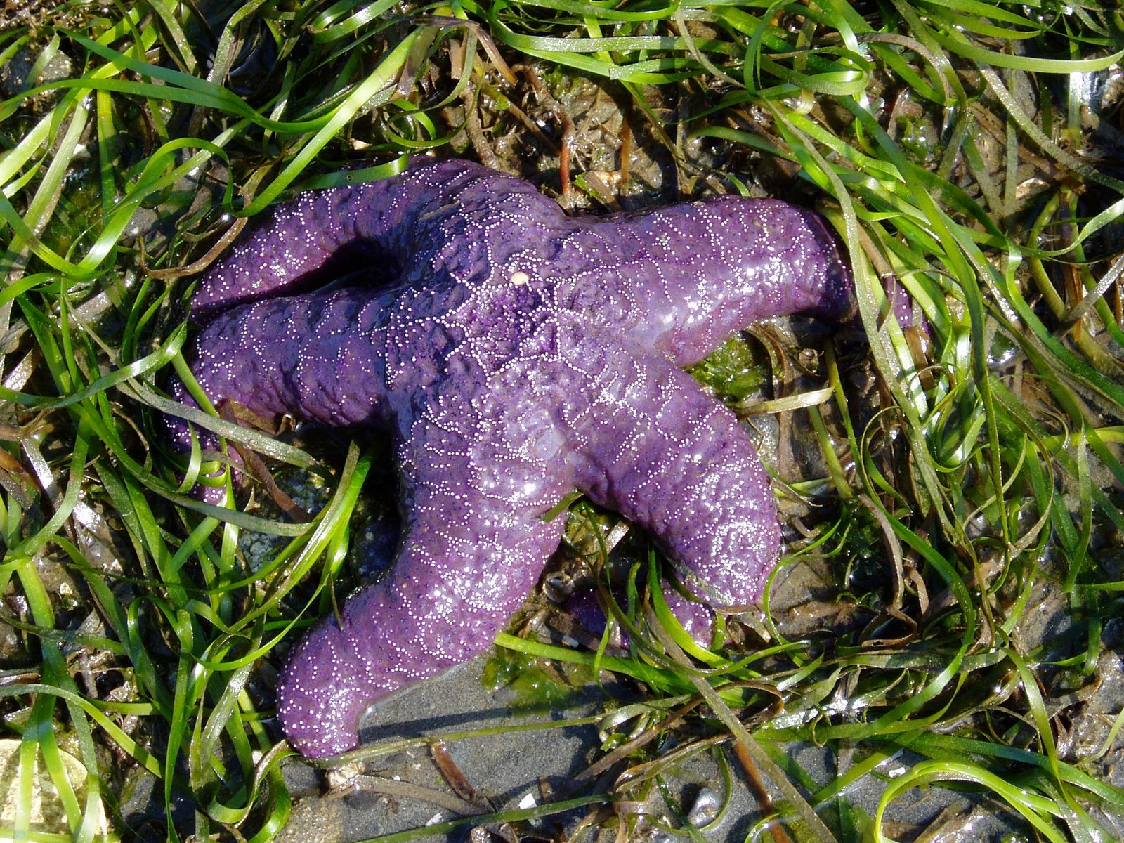 [shore-life-birch-bay-purple-sea-star.jpg]