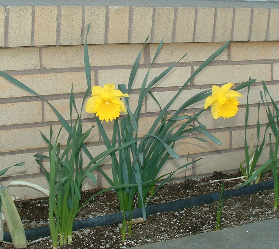 [Daffodils+-+front.JPG]