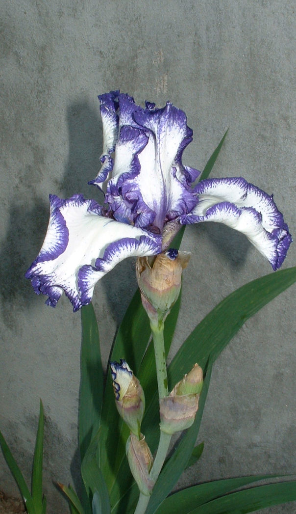 [Iris+Purple+&+White+June+14.JPG]
