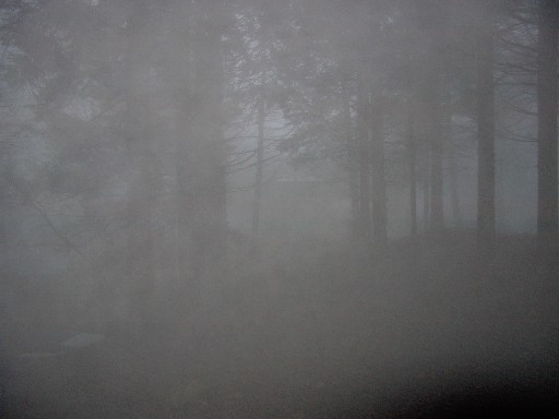 [nebbia.jpg]