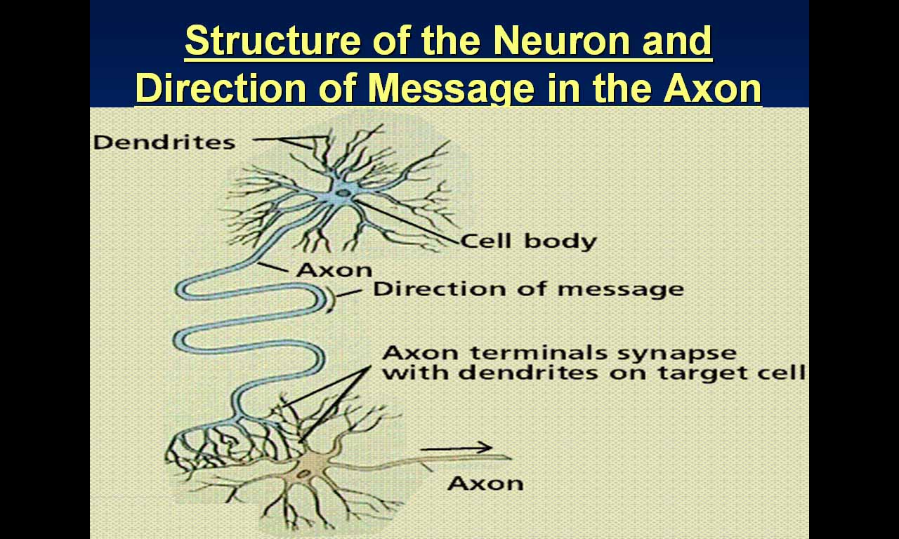 [5.+Structure+of+Neuron.jpg]