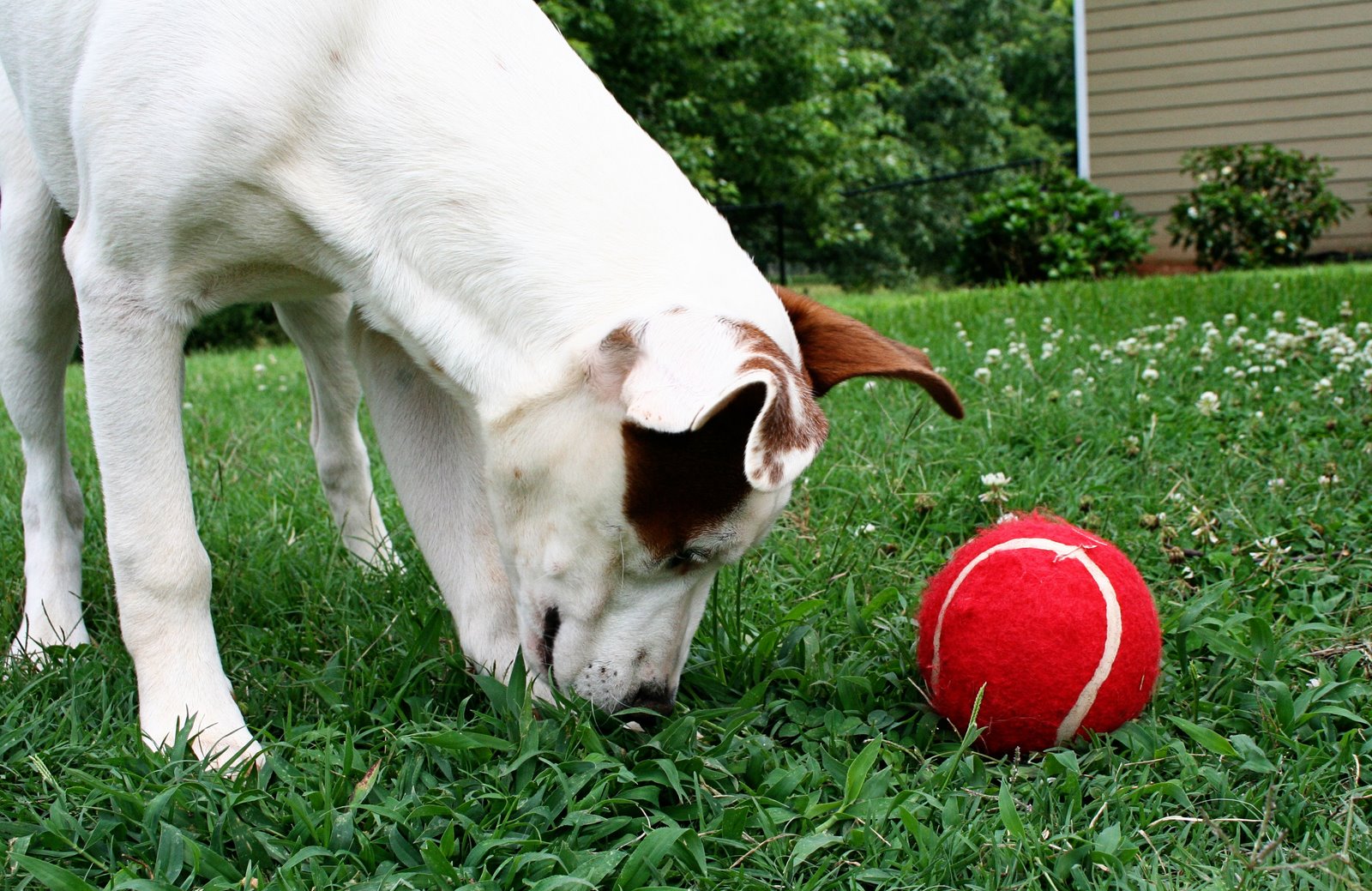[Lucy+Red+Ball+2.jpg]