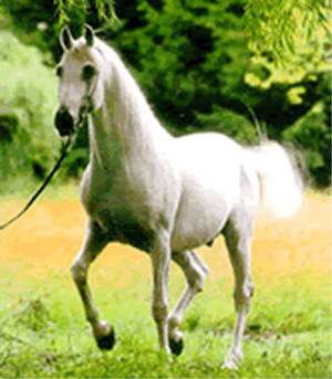 [Arabian_horse.jpg]