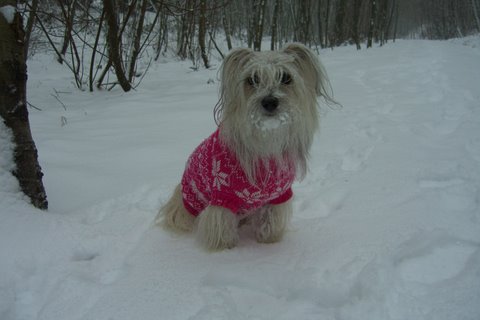 [Roxy+snow+dog.jpg]
