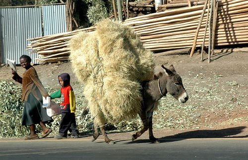 [donkey+in+kenya.jpg]