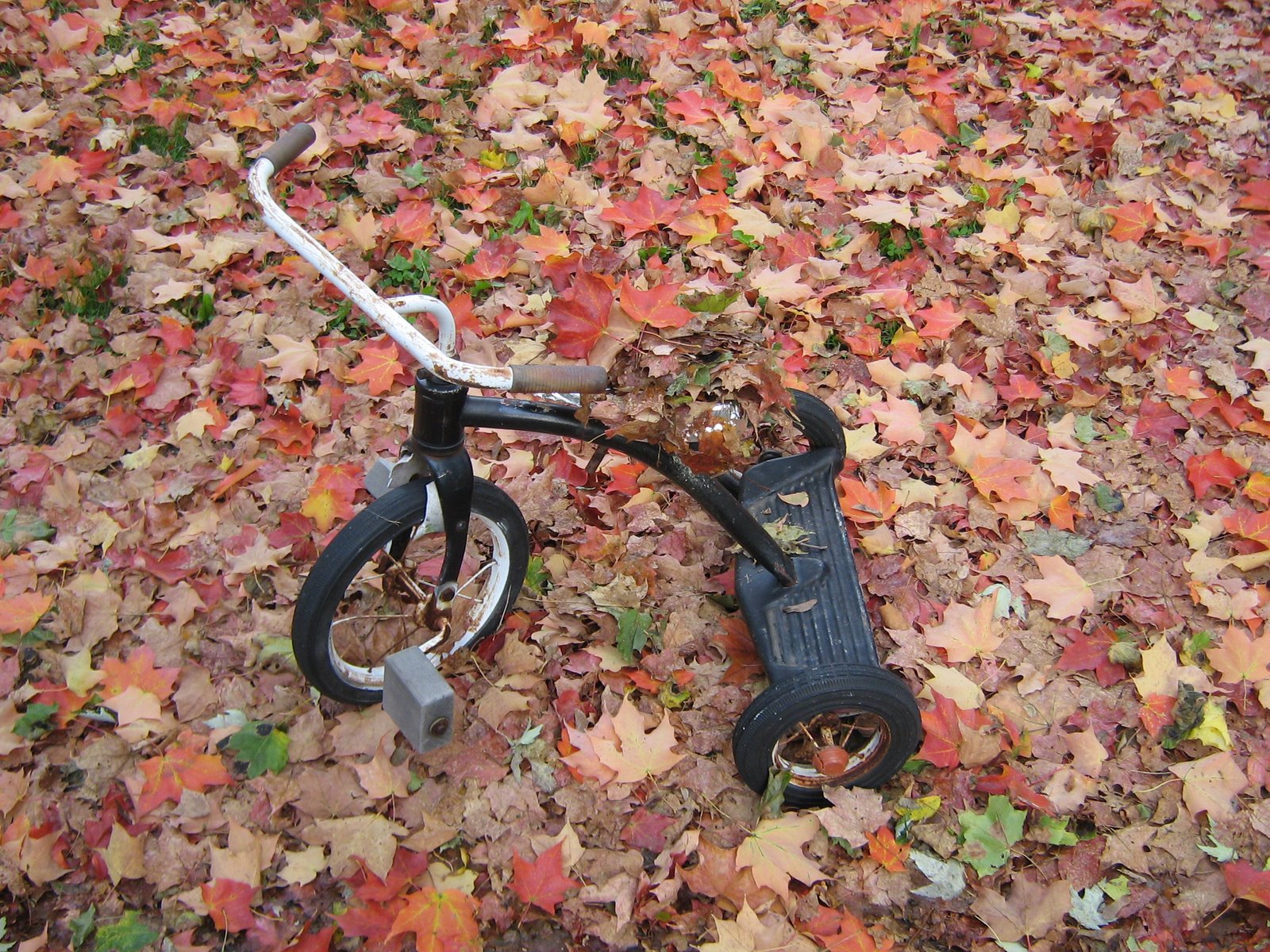[Autumn+Trike.JPG]