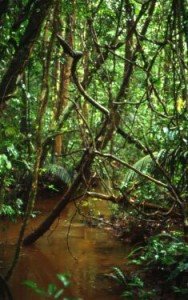 [french_guyana_rainforest-188x300.jpg]