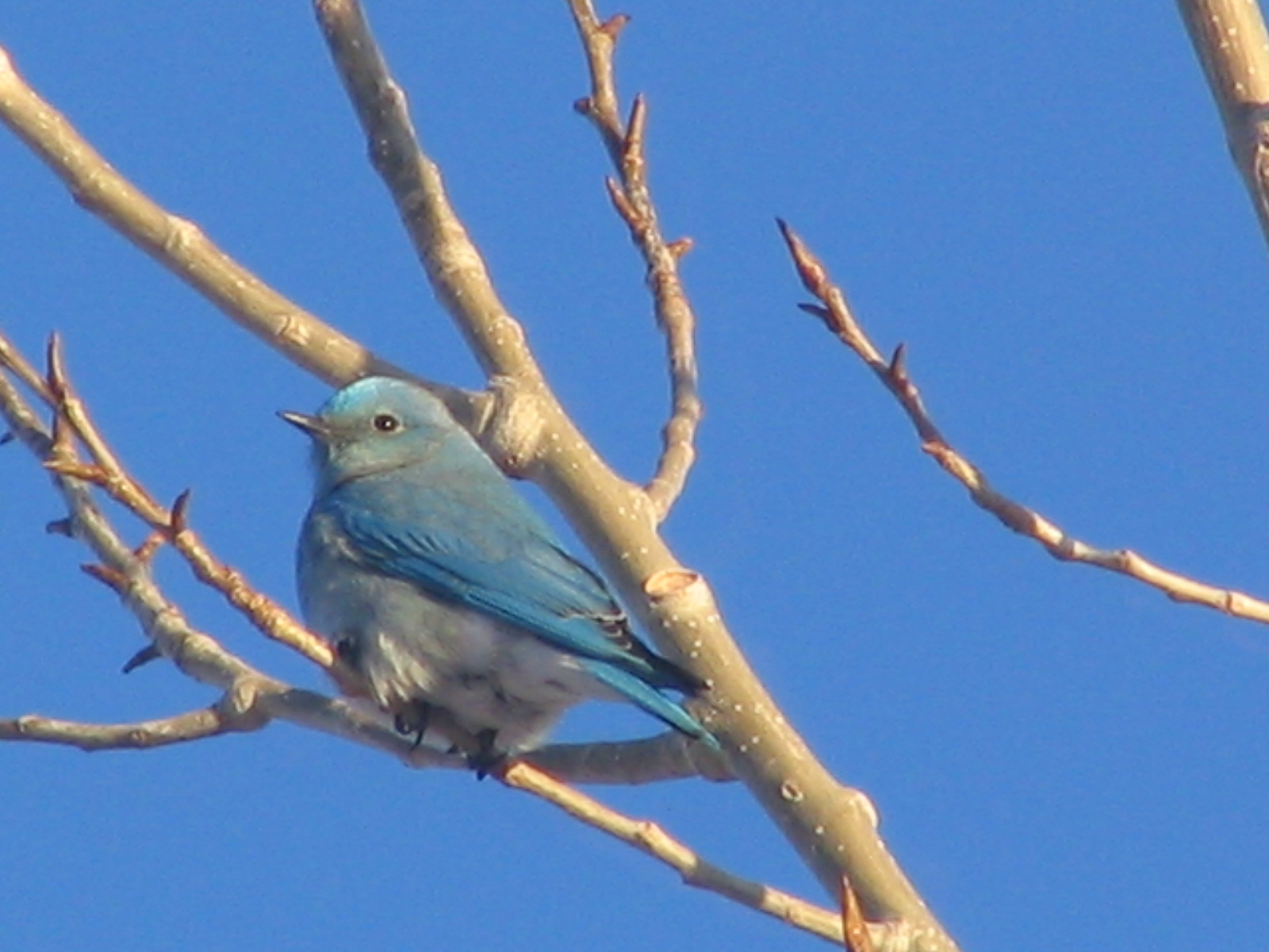[Blue-Gray+Gnatcatcher+or+Mexican+Jay.JPG]