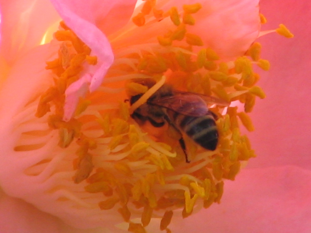 [Pollinator.JPG]