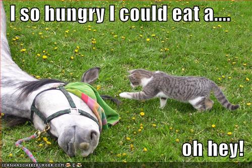[funny-pictures-cat-hungry-for-horse.jpg]