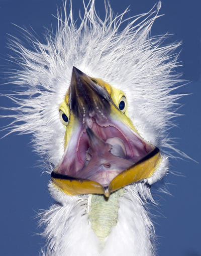 [Great-Egret-chick-wide-yawn.jpg]