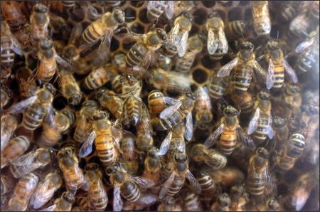 [450day3_bees.jpg]