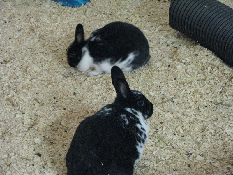 [Rabbits.jpg]