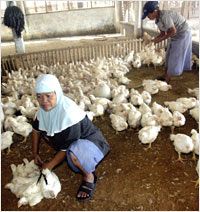 Poultry / Chicken Farming
