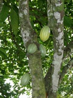 [cacao-tree.jpg]