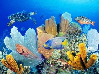 [Corel-Reefs.jpg]