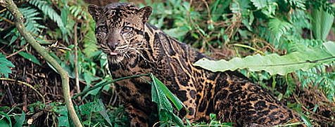 [Clouded+Leopard+From+Borneo+2.jpg]
