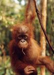 [Orangutan-3.jpg]