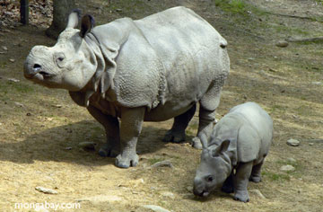 [Borneo-Rhino-2.jpg]