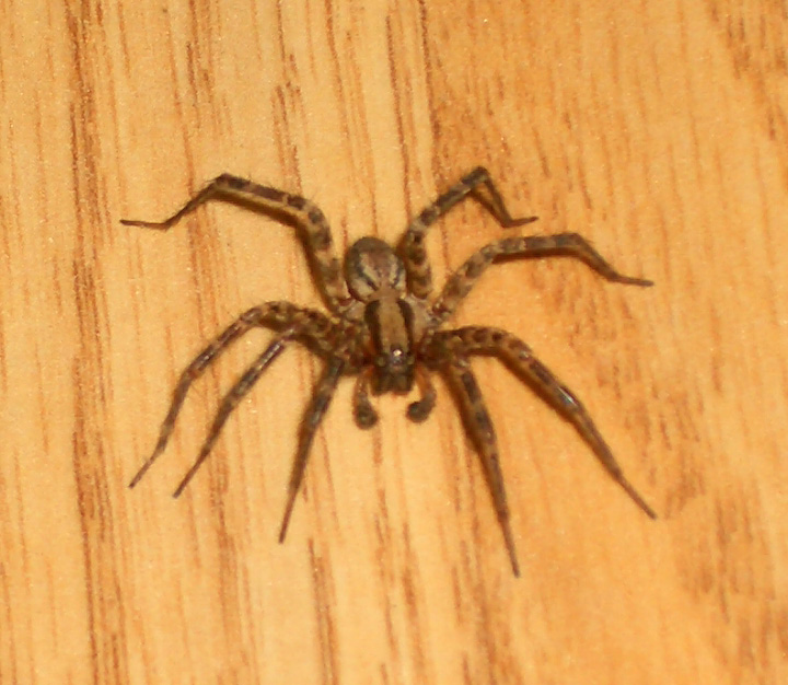 [Giant+Evil+Spider.jpg]