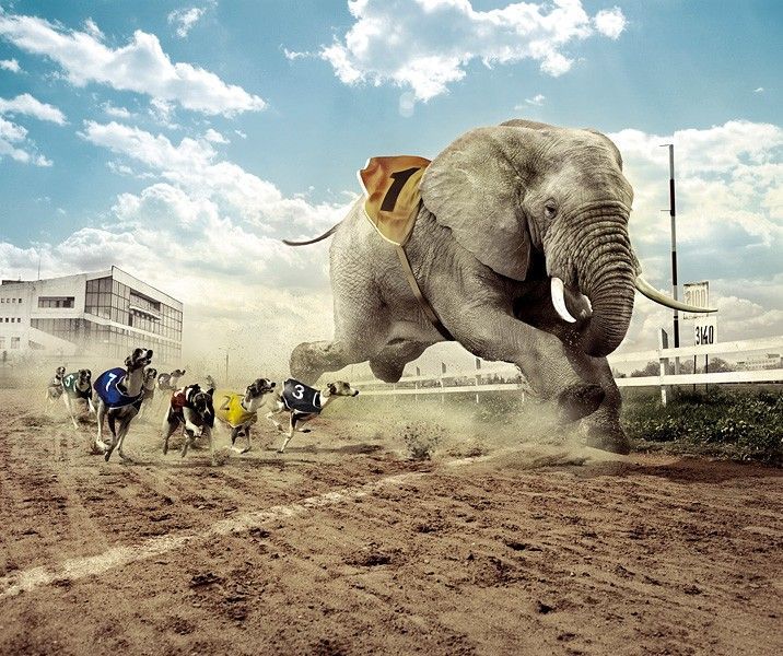 [elephant+run.jpg]