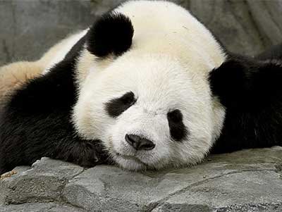 [sleepy+panda.bmp]