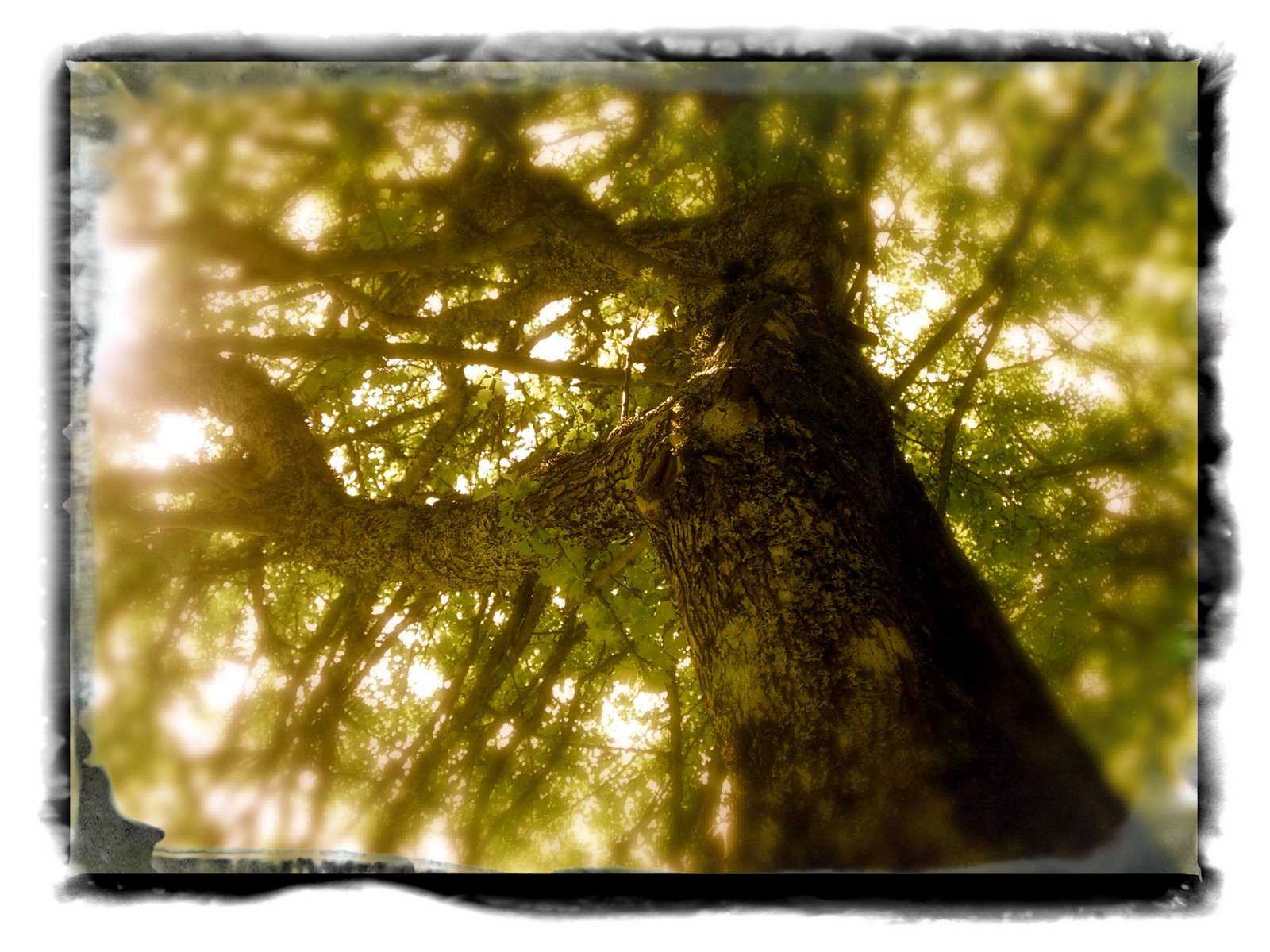 [emulsion+tree.jpg]