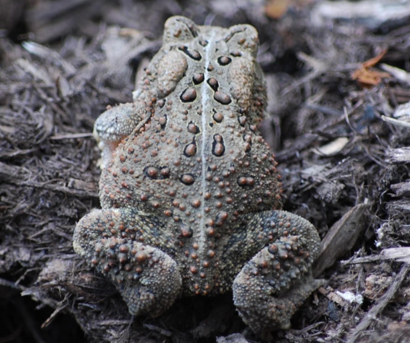 [frog5.jpg]