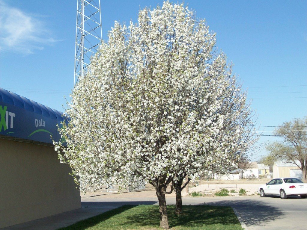[spring+tree+hereford+tx+julies+camera.jpg]