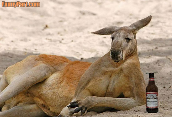 [FunnyPart-com-drunk_kangaroo.jpg]