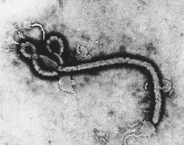 [ebola2.jpg]