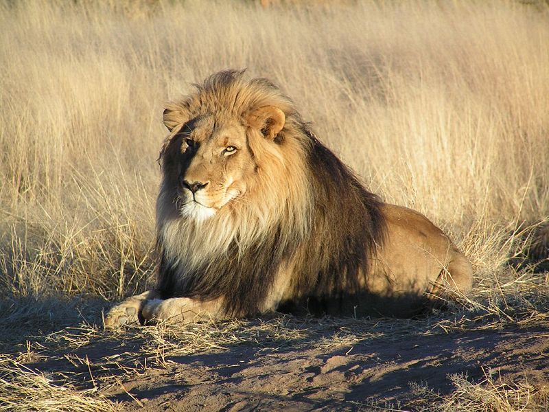 [Lion_waiting_in_Nambia.jpg]