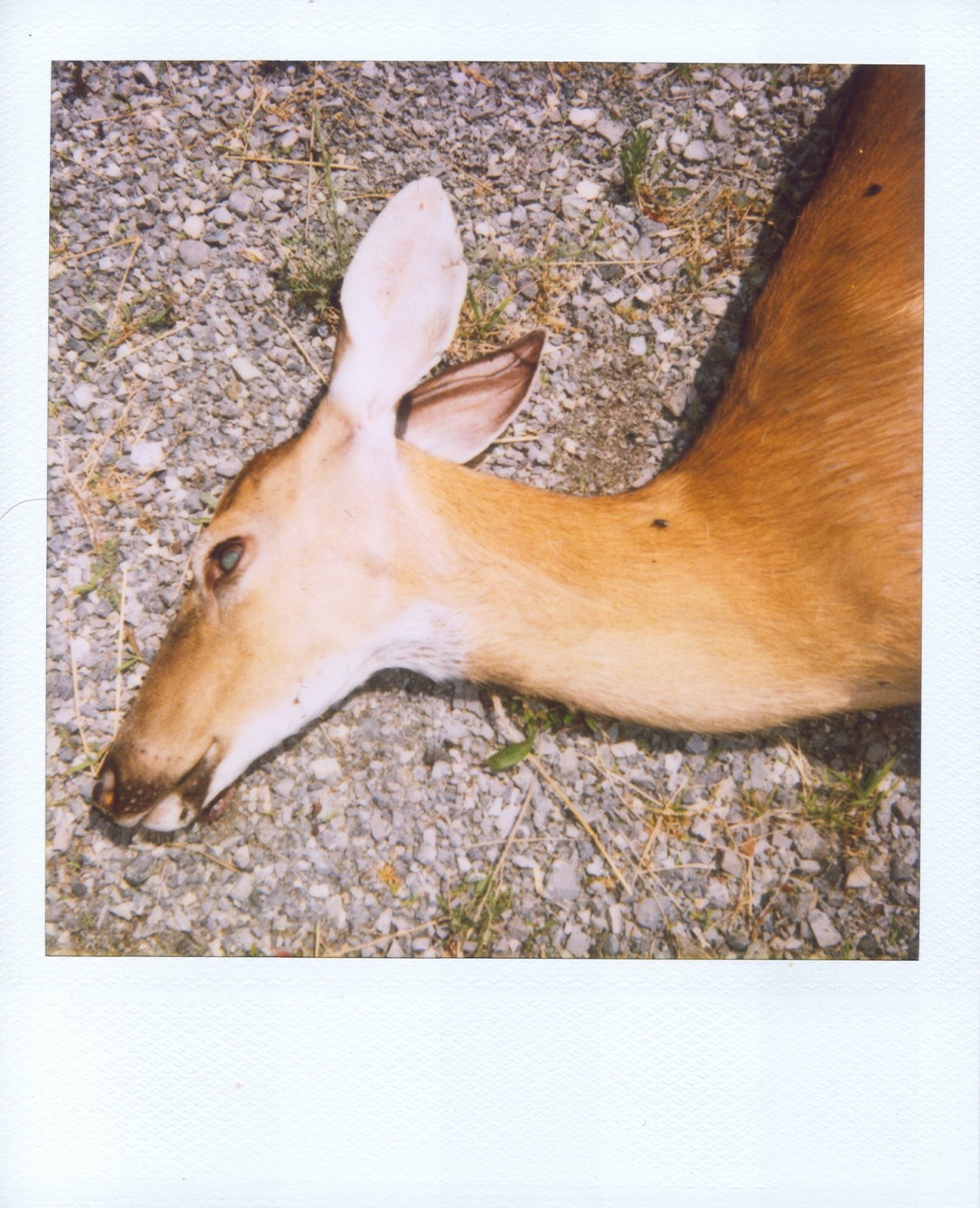 [dead+deer+polaroid.jpg]