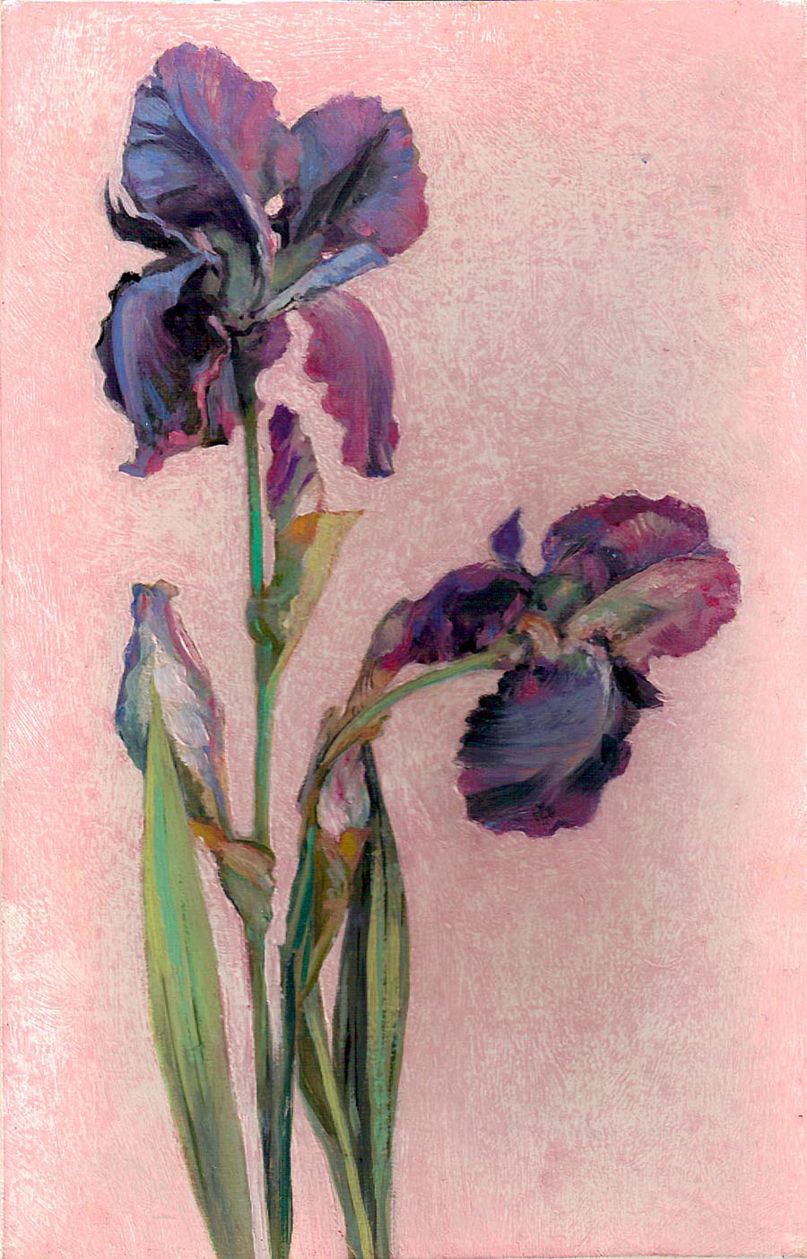 [Irises+on+a+pink+background+++7+by+11.jpg]