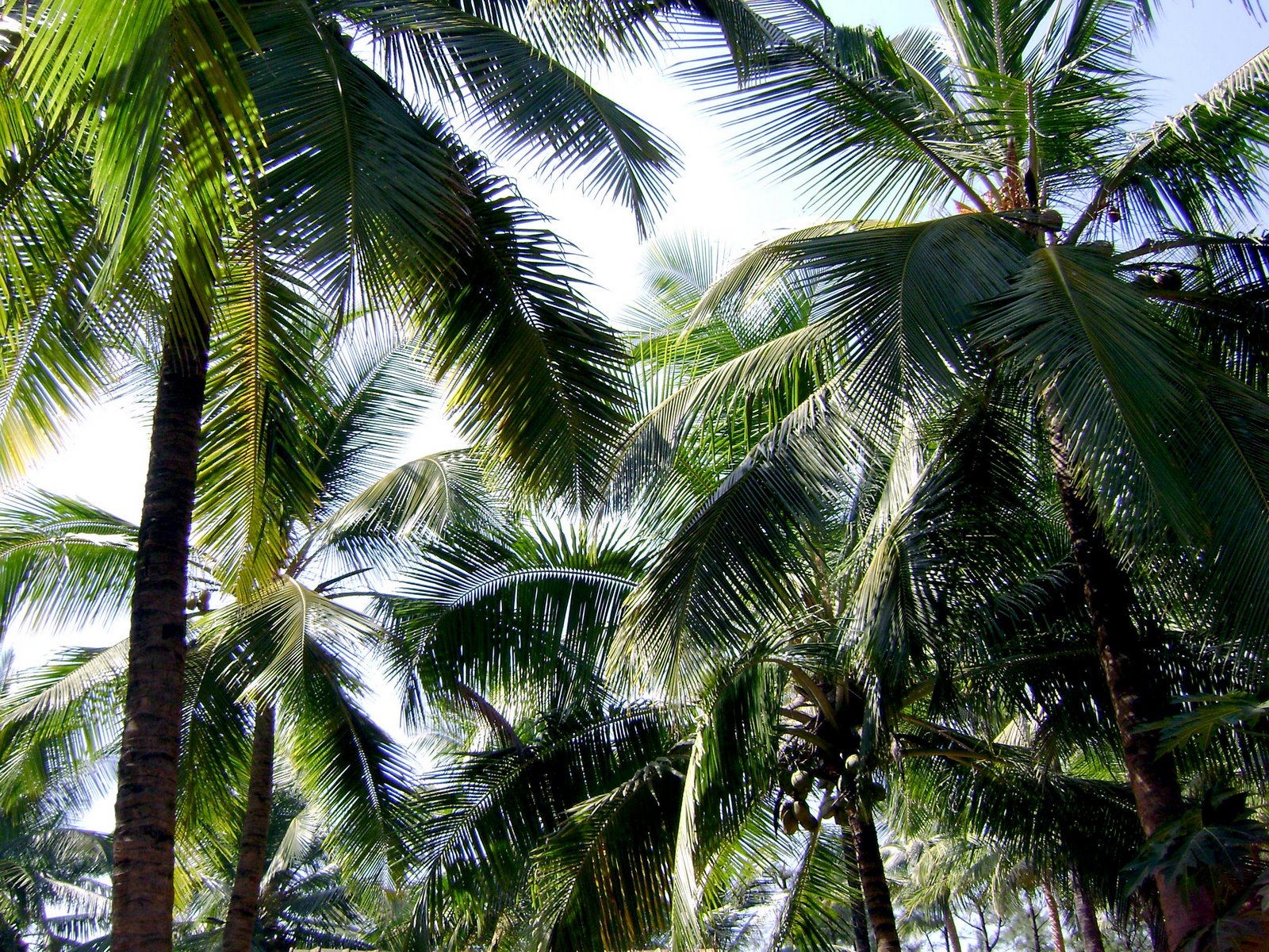 [coconut-tree-002.jpg]